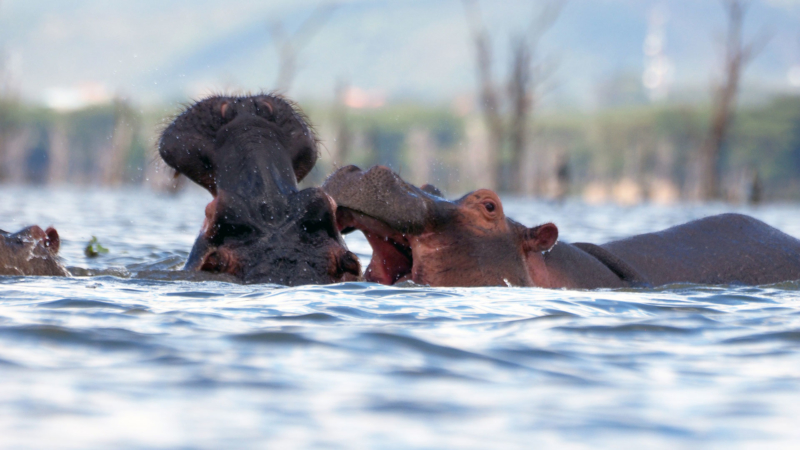 Lago-Naivasha-Kenia