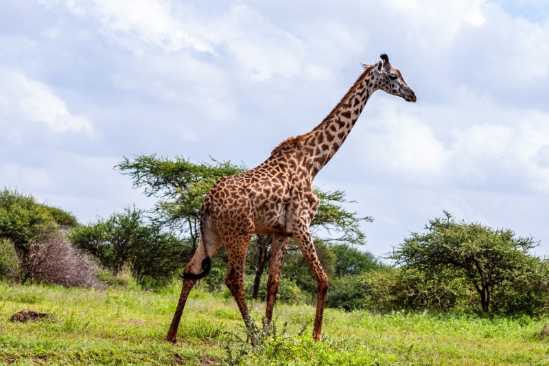Parque-Nacional-Amboseli-Jirafa