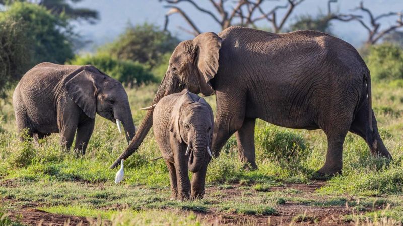 Parque-Nacional-Amboseli-Kenia-2