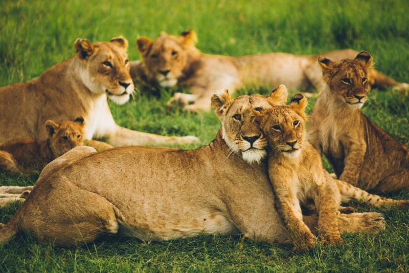 Reserva-Nacional-Masai-Mara-Leon